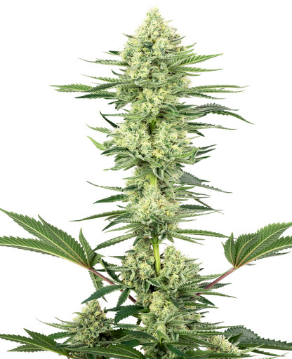 White Label White Gorilla Haze Feminisierte Hanfsamen