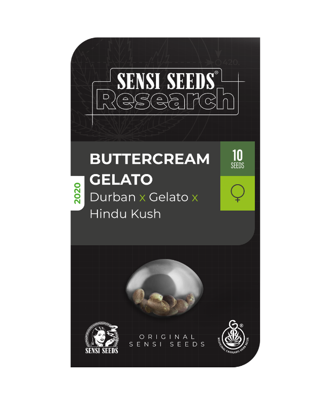 SensiSeeds Buttercream Gelato Feminisierte Hanfsamen