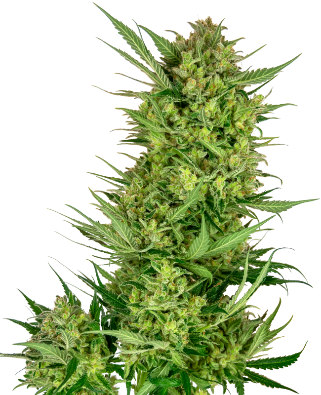 SensiSeeds Buttercream Gelato Feminisierte Hanfsamen