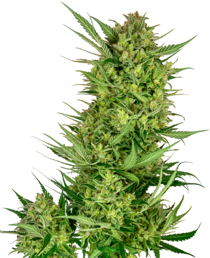 SensiSeeds Buttercream Gelato Feminisierte Hanfsamen