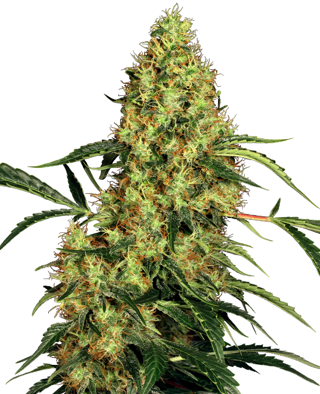 SensiSeeds Mexican Sativa Feminisierte Hanfsamen