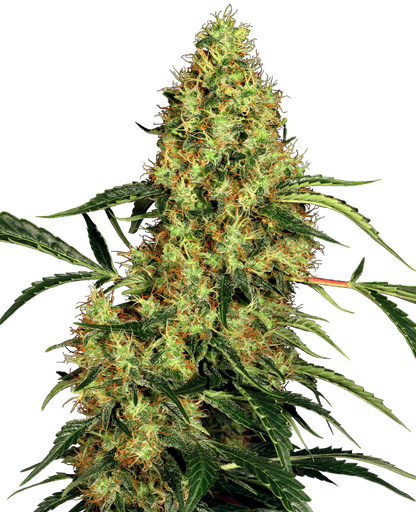 SensiSeeds Mexican Sativa Feminisierte Hanfsamen