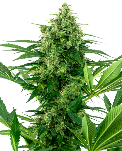 SensiSeeds Banana Frosting Feminisierte Hanfsamen