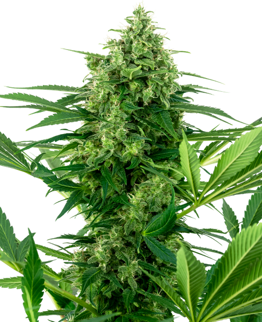 SensiSeeds Banana Frosting Feminisierte Hanfsamen