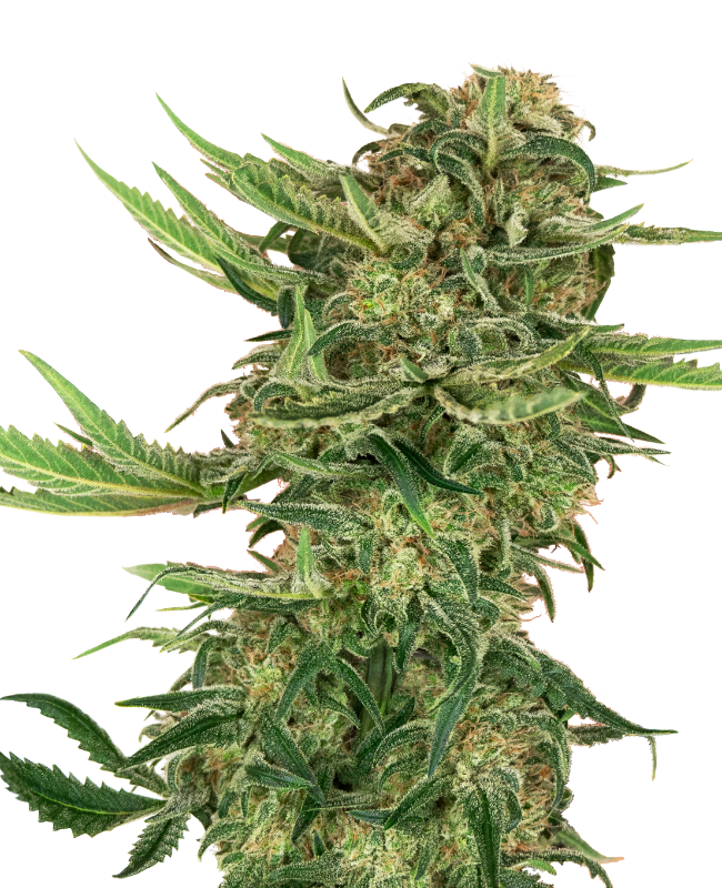 SensiSeeds N13 Kush Feminisierte Hanfsamen