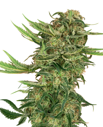 SensiSeeds N13 Kush Feminisierte Hanfsamen