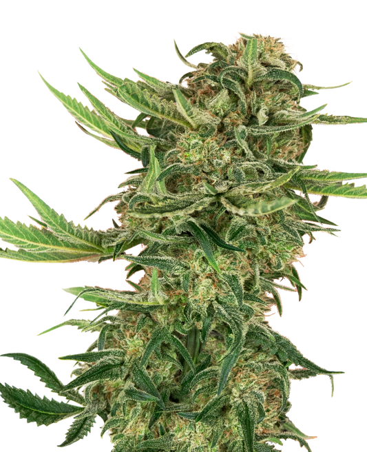 SensiSeeds N13 Kush Feminisierte Hanfsamen