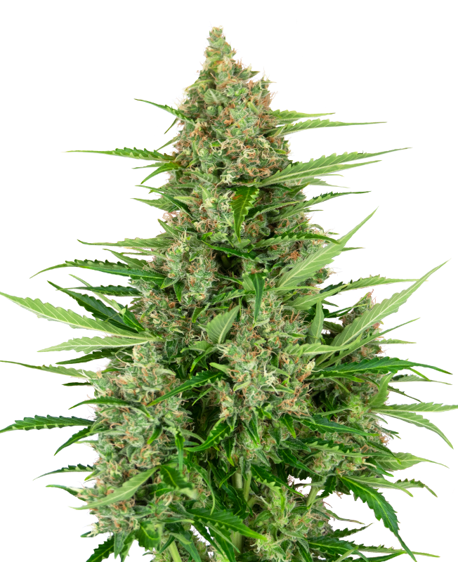 SensiSeeds Double Kush Cake Automatic Hanfsamen