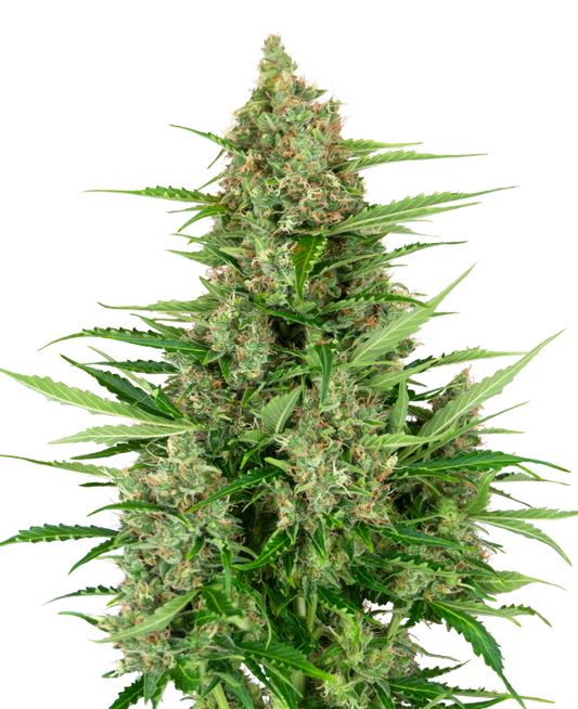 SensiSeeds Double Kush Cake Automatic Hanfsamen