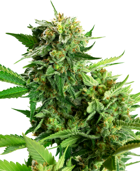 SensiSeeds Blackberry Cake Feminisierte Hanfsamen