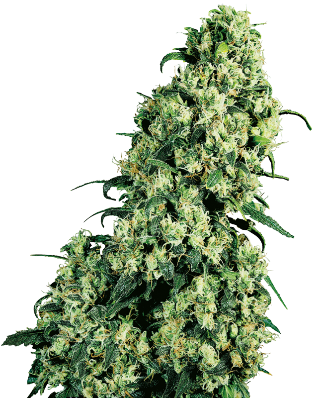 SensiSeeds Skunk #1 Feminisierte Hanfsamen