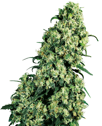 SensiSeeds Skunk #1 Feminisierte Hanfsamen