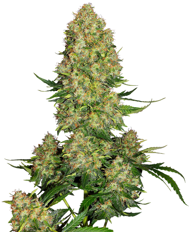 SensiSeeds Skunk #1 Automatic Hanfsamen