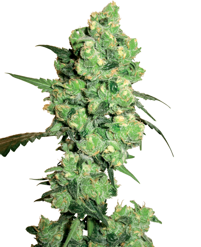 White Label Super Skunk Feminisierte Hanfsamen