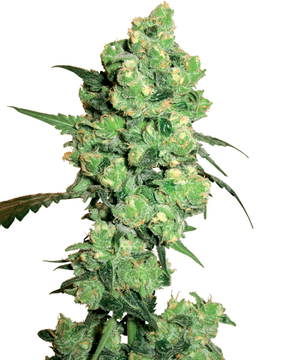 White Label Super Skunk Feminisierte Hanfsamen