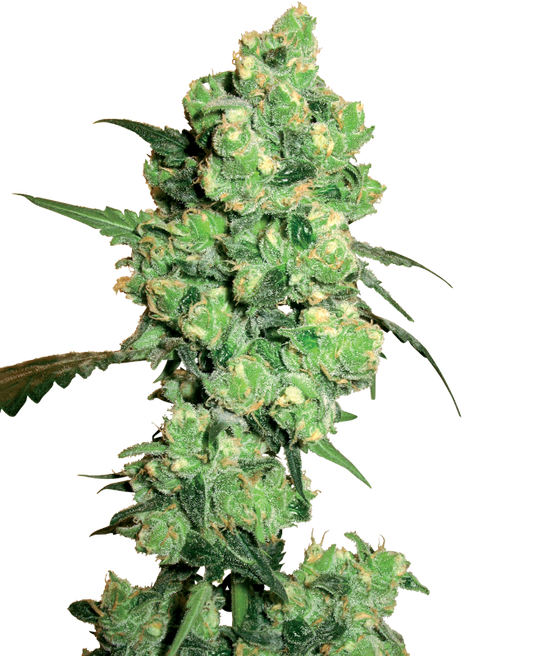 White Label Super Skunk Feminisierte Hanfsamen