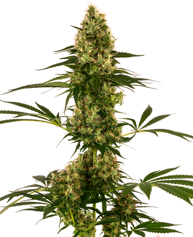 SensiSeeds Blue Bullet Automatische Hanfsamen