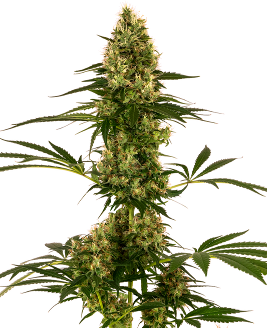 SensiSeeds Blue Bullet Automatische Hanfsamen