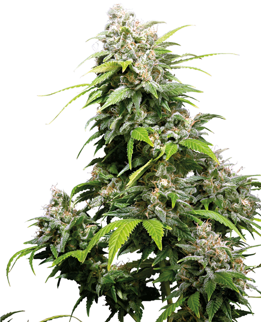 SensiSeeds California Indica Feminisierte Hanfsamen