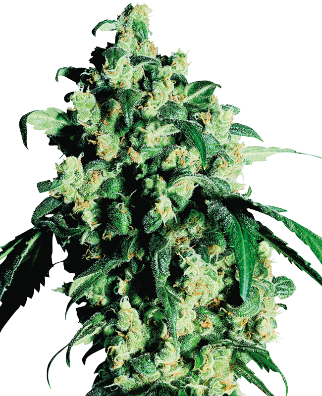 SensiSeeds Super Skunk Feminisierte Hanfsamen