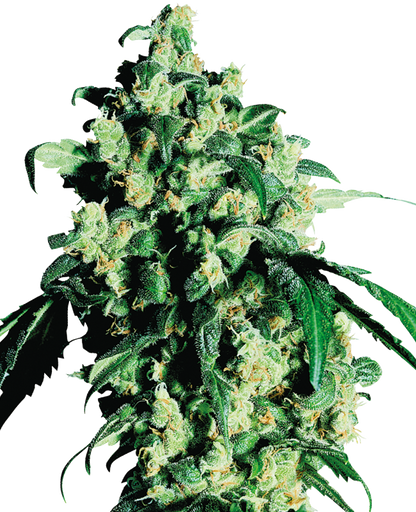 SensiSeeds Super Skunk Feminisierte Hanfsamen