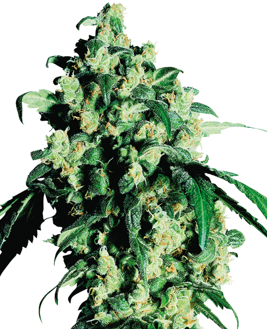 SensiSeeds Super Skunk Feminisierte Hanfsamen