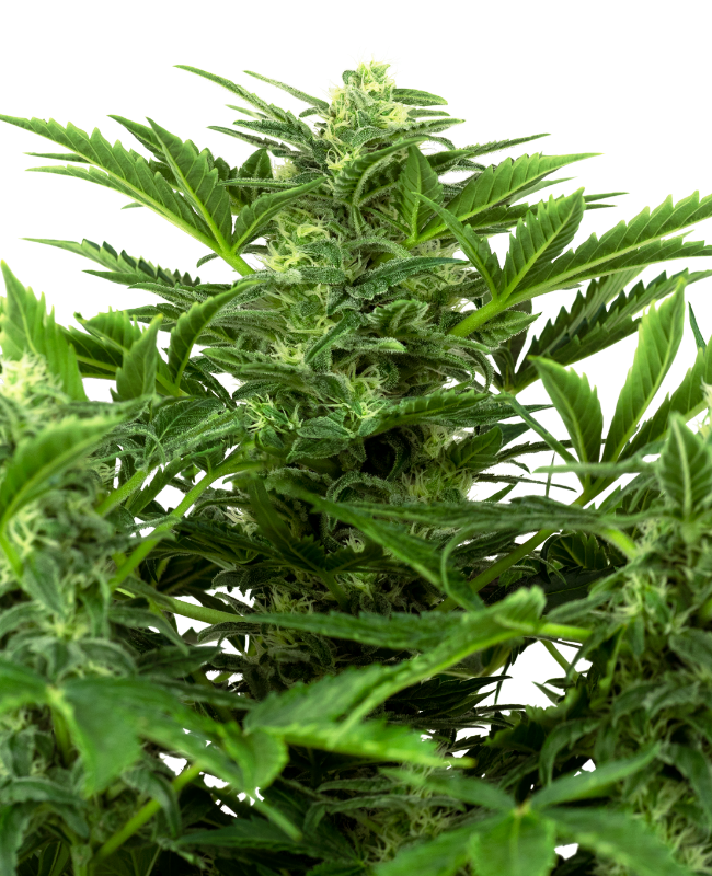 SensiSeeds Mandarin Punch Automatic Hanfsamen