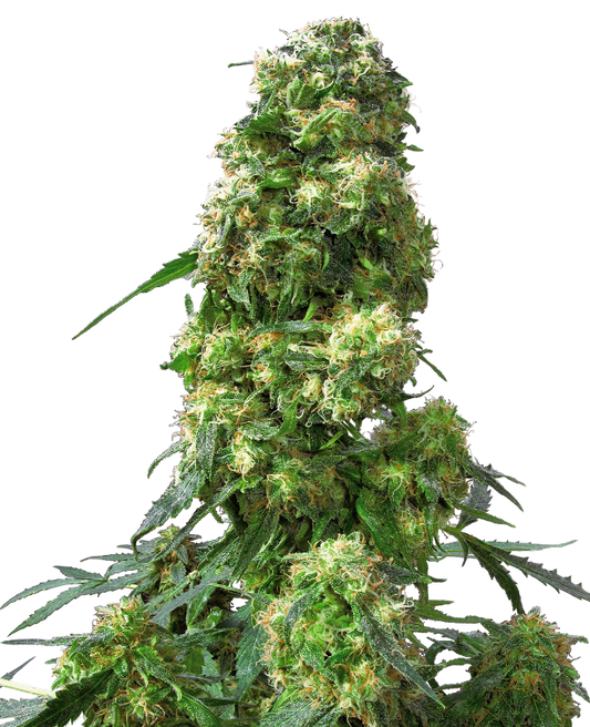 SensiSeeds Early Skunk Feminisierte Hanfsamen