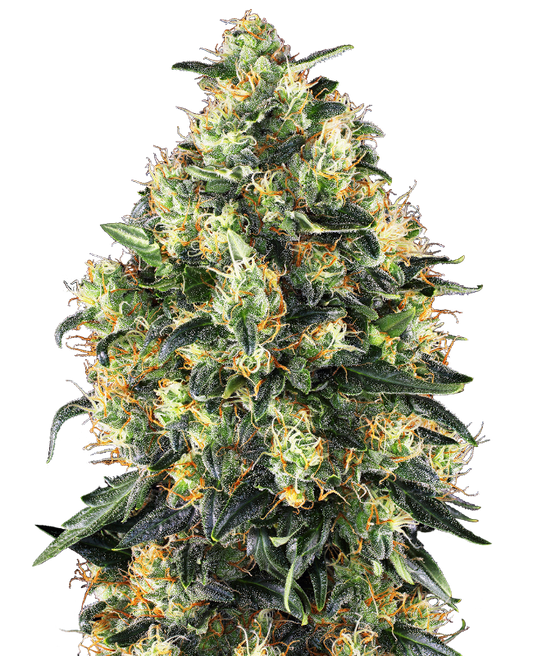 SensiSeeds Super Skunk Automatic Hanfsamen