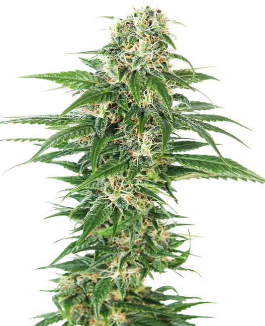 SensiSeeds Early Skunk Automatic Hanfsamen