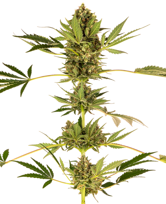 SensiSeeds Himalayan CBD Feminisierte Hanfsamen