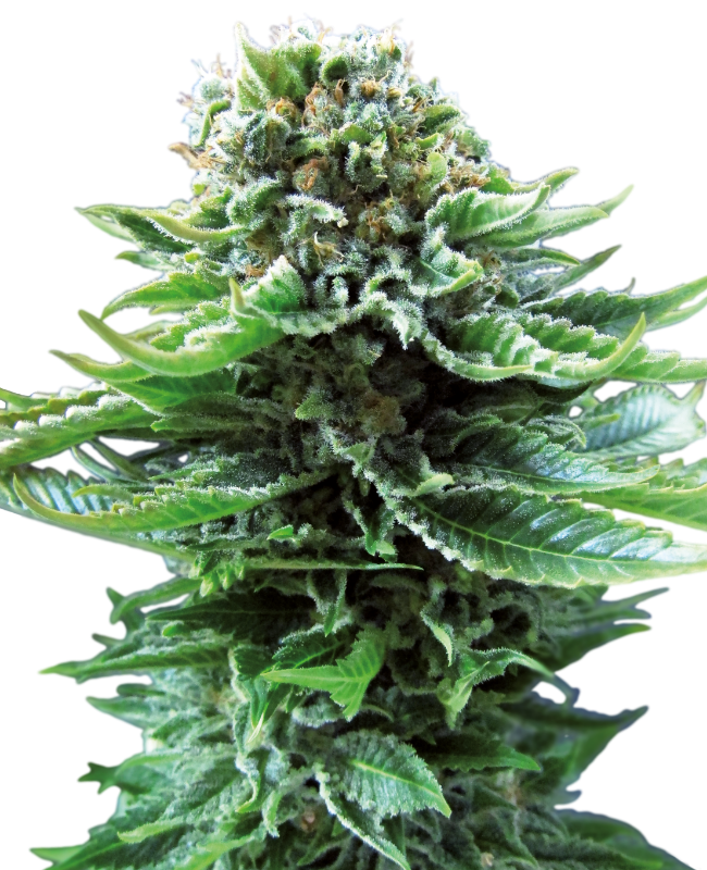 SensiSeeds Northern Lights Automatic Hanfsamen