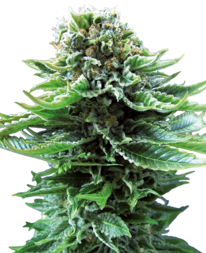 SensiSeeds Northern Lights Automatic Hanfsamen