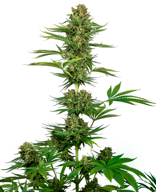 SensiSeeds Satin Black Domina CBD Feminisierte Hanfsamen