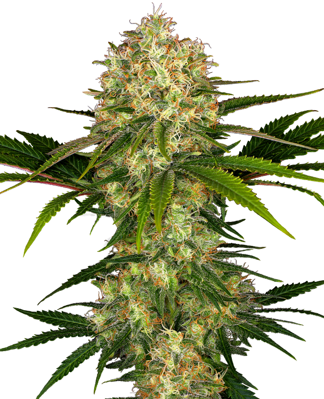 SensiSeeds Afghani #1 Feminisierte Hanfsamen