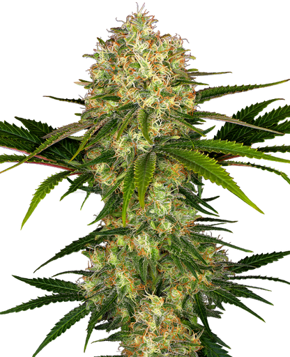 SensiSeeds Afghani #1 Feminisierte Hanfsamen