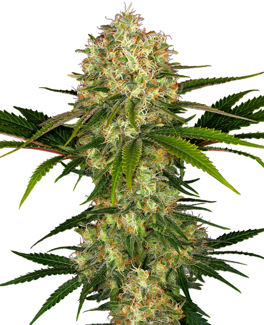 SensiSeeds Afghani #1 Feminisierte Hanfsamen