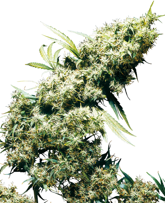 SensiSeeds Jamaican Pearl Feminisierte Hanfsamen