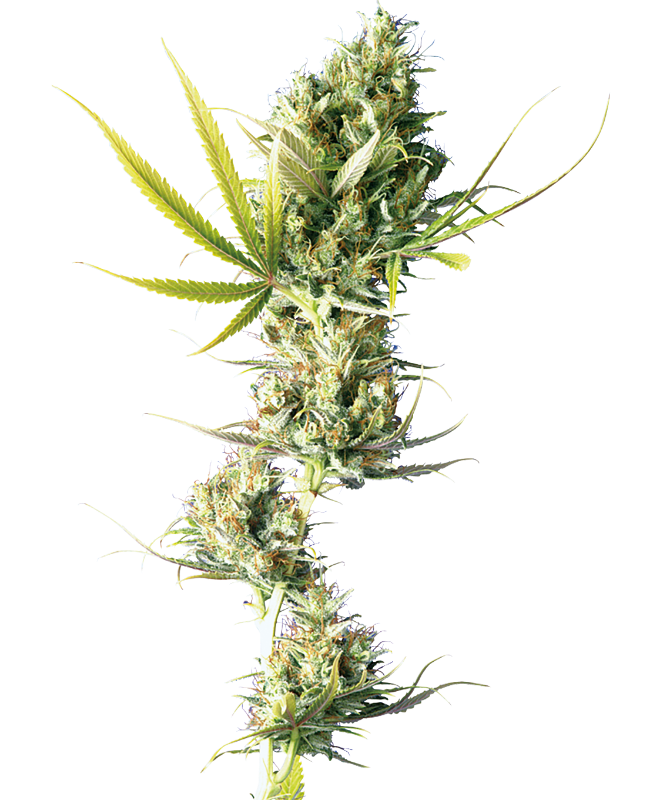 SensiSeeds Durban Feminisierte Hanfsamen