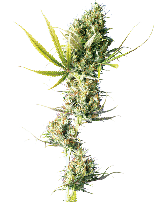 SensiSeeds Durban Feminisierte Hanfsamen