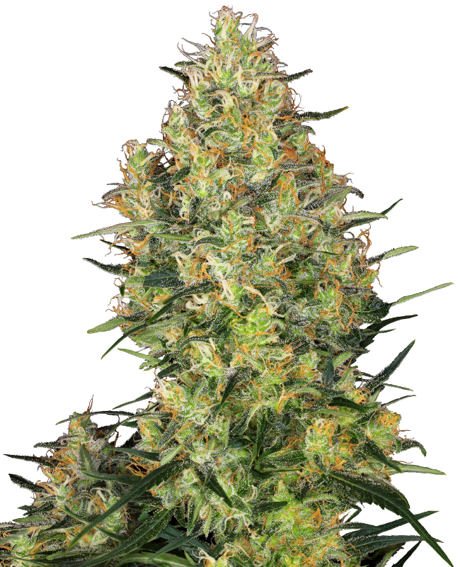 SensiSeeds Shiva Skunk Feminisierte Hanfsamen