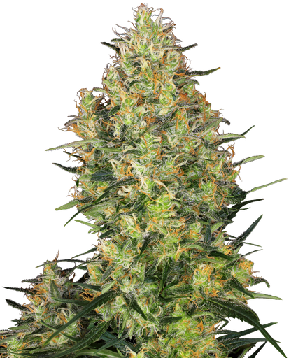 SensiSeeds Shiva Skunk Feminisierte Hanfsamen