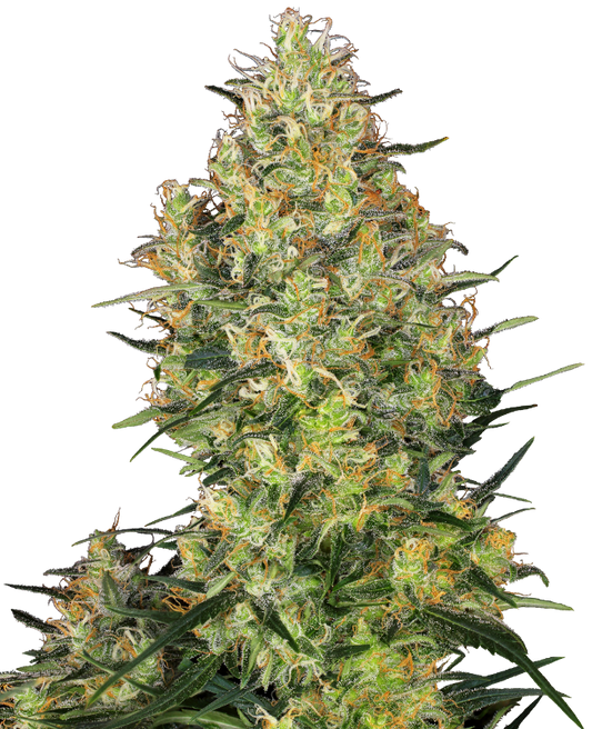 SensiSeeds Shiva Skunk Feminisierte Hanfsamen