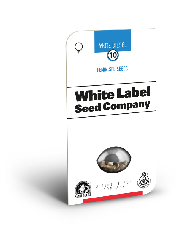 White Label White Diesel Feminisierte Hanfsamen