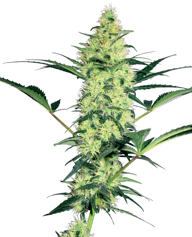 White Label White Diesel Feminisierte Hanfsamen