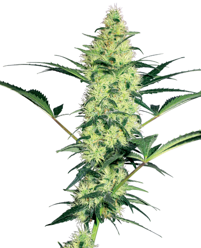 White Label White Diesel Feminisierte Hanfsamen