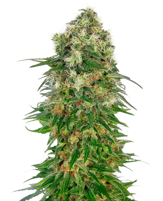 SensiSeeds Shiva Skunk Automatic Hanfsamen