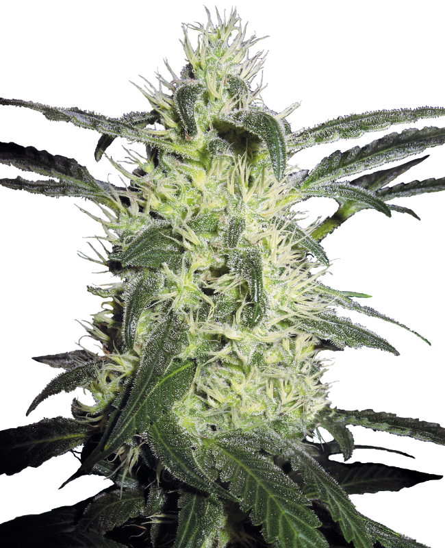 SensiSeeds Silver Haze Feminisierte Hanfsamen