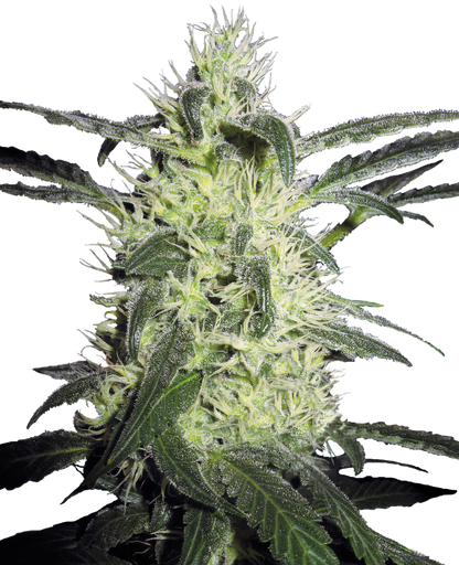 SensiSeeds Silver Haze Feminisierte Hanfsamen