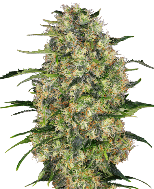 SensiSeeds Black Domina Feminisierte Hanfsamen